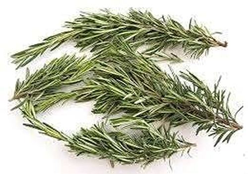 تصویر 1 از قیمت خرید گیاه رزماری خشک شده + فروش ویژه